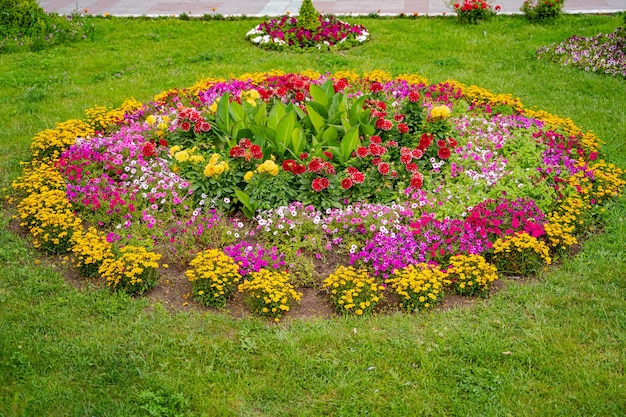 Bellissimi fiori in bei paesaggi. Campo di fiori di tulipano.