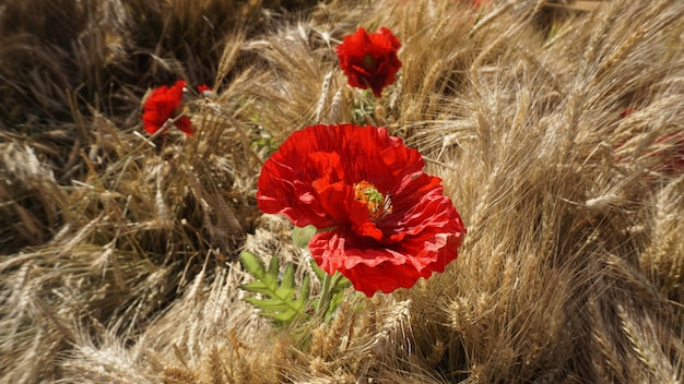 bellissimi fiori in campagna