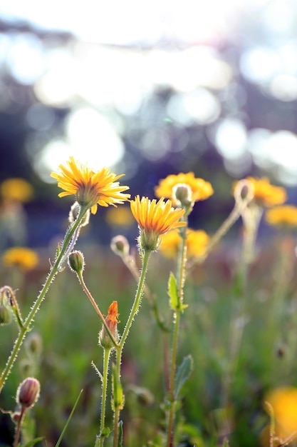 Bellissimi fiori in campo