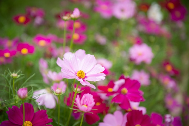 Bellissimi fiori in giardino per lo sfondo