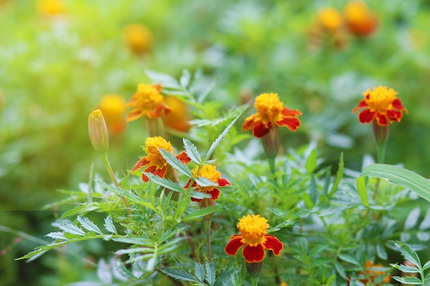 bellissimi fiori in giardino