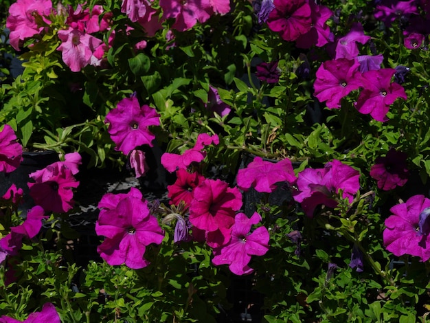 bellissimi fiori in giardino