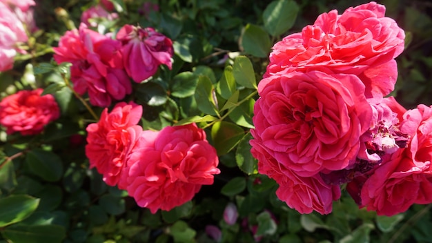 bellissimi fiori in giardino