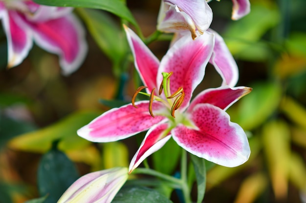 Bellissimi fiori in giardino.