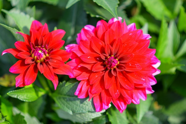 Bellissimi fiori in giardino.