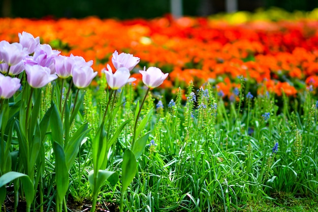 Bellissimi fiori in giardino.