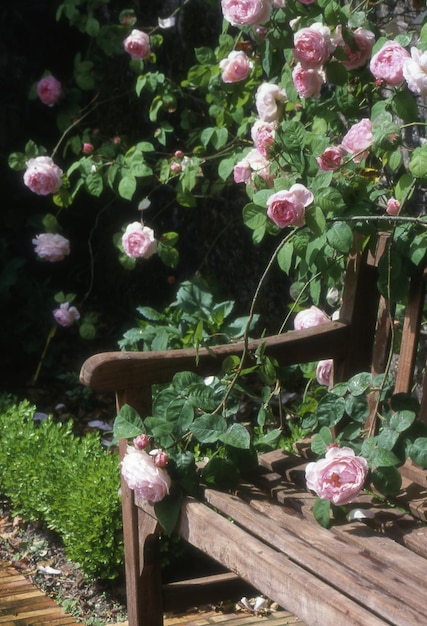 bellissimi fiori in giardino