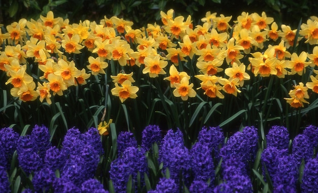 bellissimi fiori in giardino