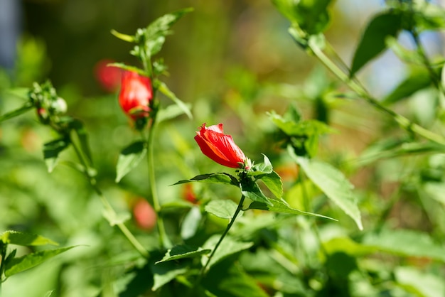 Bellissimi fiori in natura