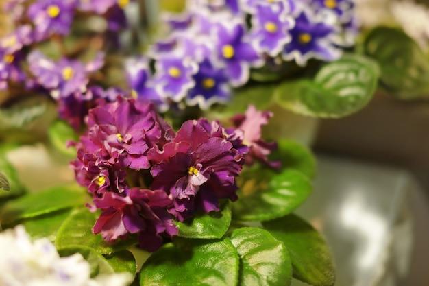 Bellissimi fiori in negozio sulla natura sfocata