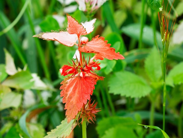 Bellissimi fiori in primavera in Israele da vicino