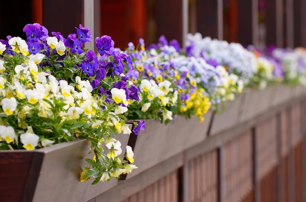 Bellissimi fiori in vaso sulla terrazza di un caffè