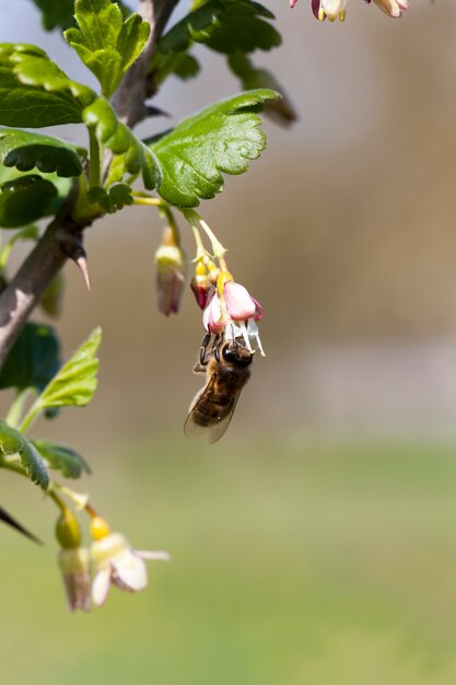 Bellissimi fiori insoliti cespugli di uva spina nel giardino, frutteto, uva spina in fiore in estate impollinati da un'ape