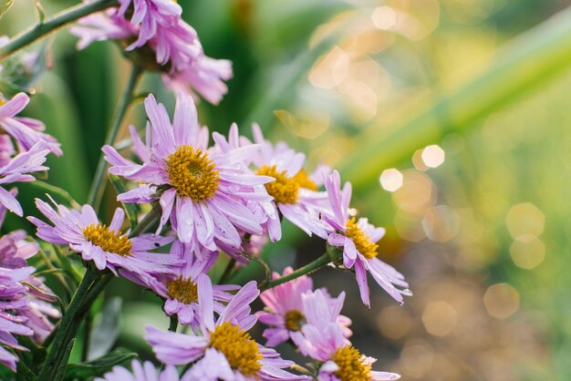 Bellissimi fiori lilla Aster alpinus fioriscono nel giardino in estate