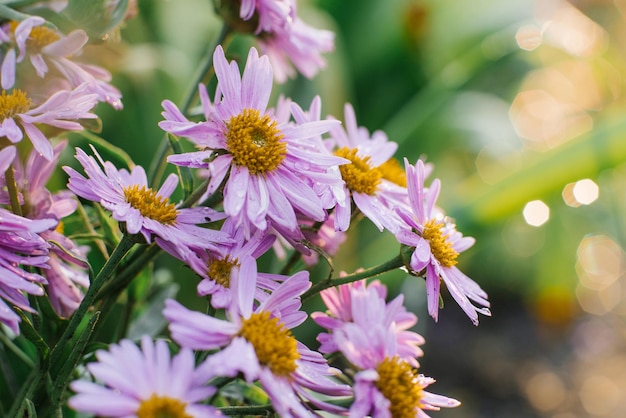 Bellissimi fiori lilla Aster alpinus fioriscono nel giardino in estate