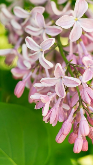 Bellissimi fiori lilla che sbocciano nel giardino 2