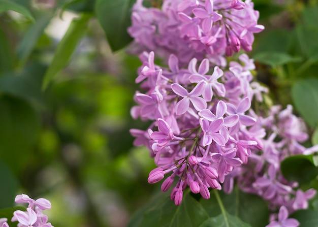 Bellissimi fiori lilla che sbocciano nel giardino 2