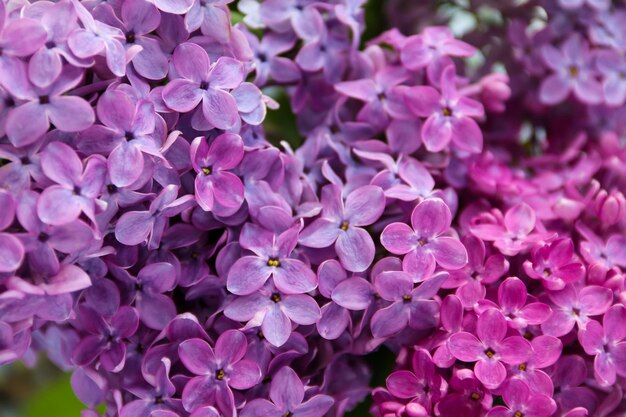 Bellissimi fiori lilla Fiore di primavera Cespuglio lilla in fiore con tenero fiorellino