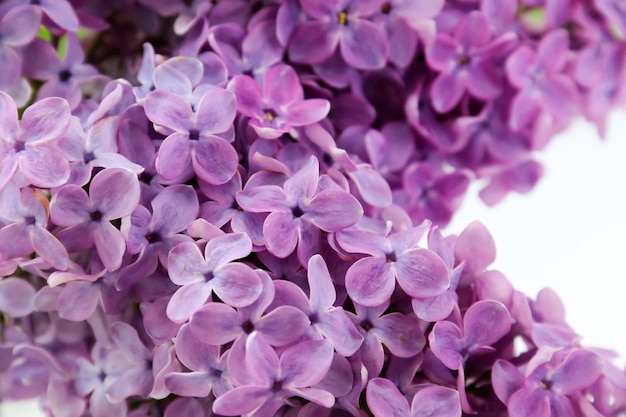 Bellissimi fiori lilla Fiore di primavera Cespuglio lilla in fiore con tenero fiorellino