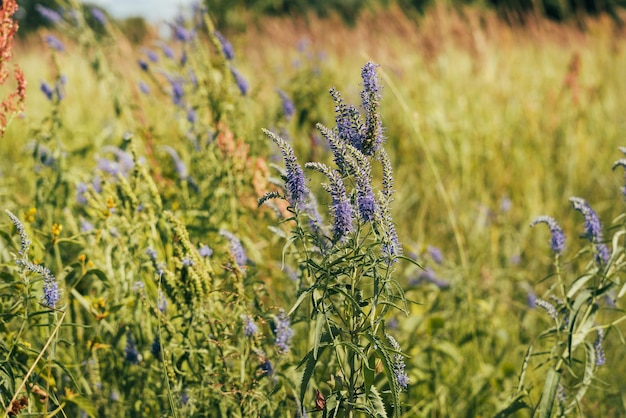 Bellissimi fiori lilla in un campo in montagna foto soleggiata