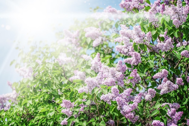 Bellissimi fiori lilla si diramano su uno sfondo di luce solare sfondo primavera naturale