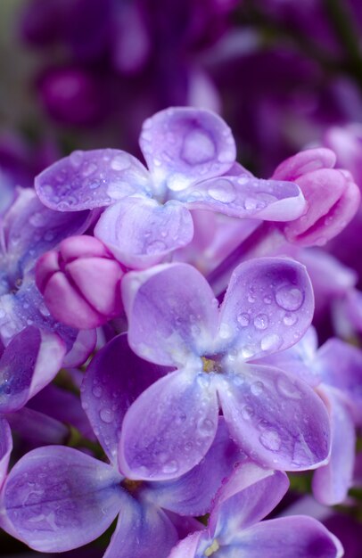 Bellissimi fiori lilla viola. Foto a macroistruzione dei fiori lilla della sorgente.