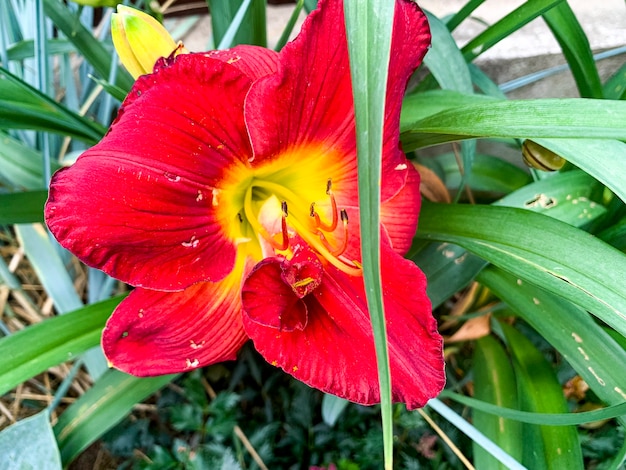 Bellissimi fiori luminosi di daylily che crescono in giardino. Foto dello studio.