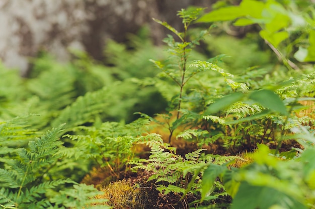 Bellissimi fiori lungo la strada, diversità della natura