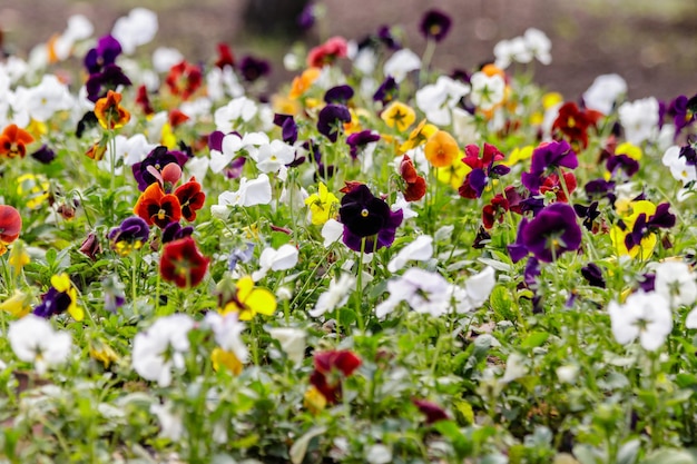 Bellissimi fiori multicolori sul campo dell'aiuola