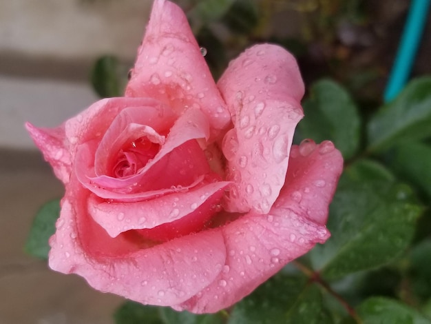 BELLISSIMI FIORI NATURA SFONDO