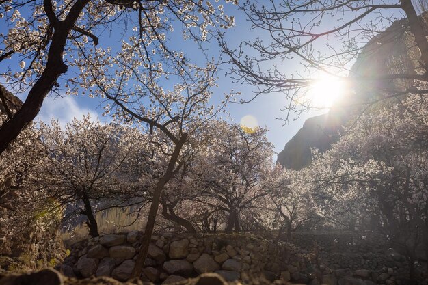 bellissimi fiori naturali Bella natura come il paradiso nel nord del Pakistan