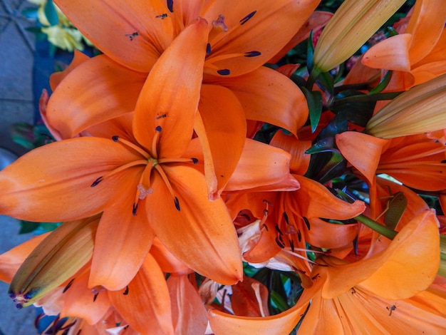 Bellissimi fiori naturali in giardino