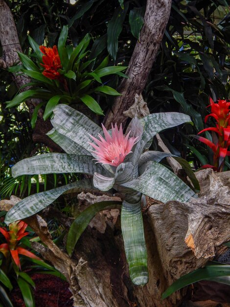 Bellissimi fiori naturali in giardino