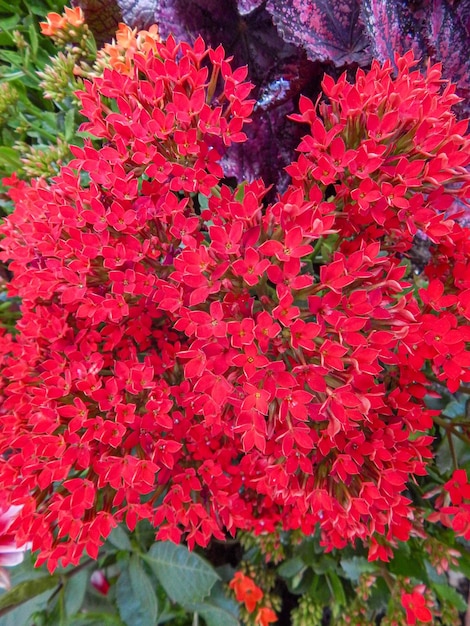 Bellissimi fiori naturali in giardino