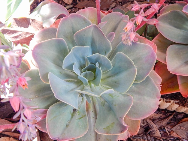 Bellissimi fiori naturali in giardino