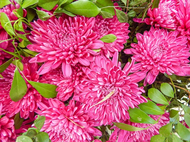 Bellissimi fiori naturali in giardino