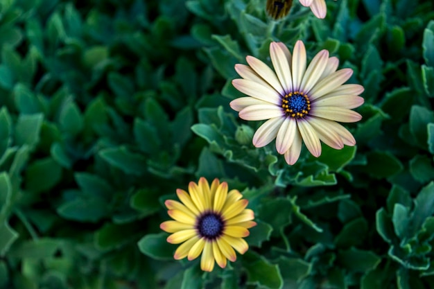 Bellissimi fiori nel giardino