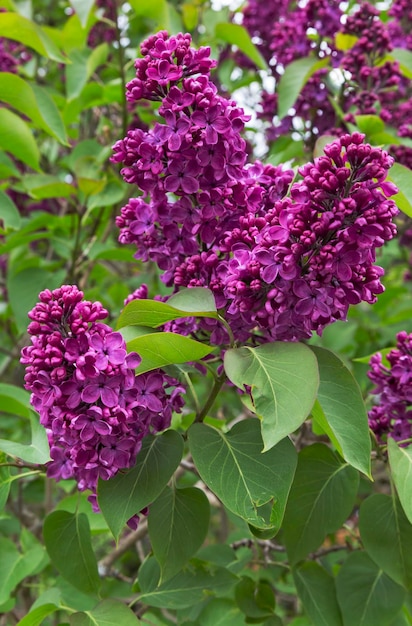 Bellissimi fiori nel loro ambiente naturale