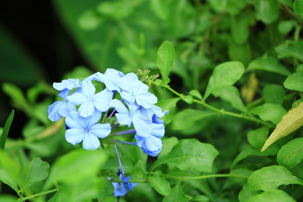 Bellissimi fiori nel parco