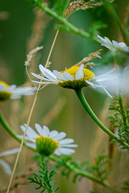 bellissimi fiori nel parco