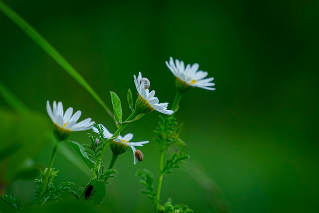 bellissimi fiori nel parco