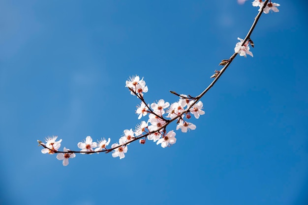 Bellissimi fiori nell'albero che sbocciano all'inizio della primavera