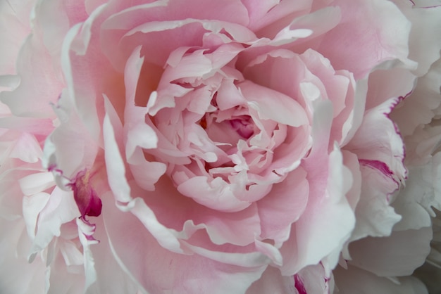 Bellissimi fiori, peonie. Mazzo del fondo rosa della peonia.