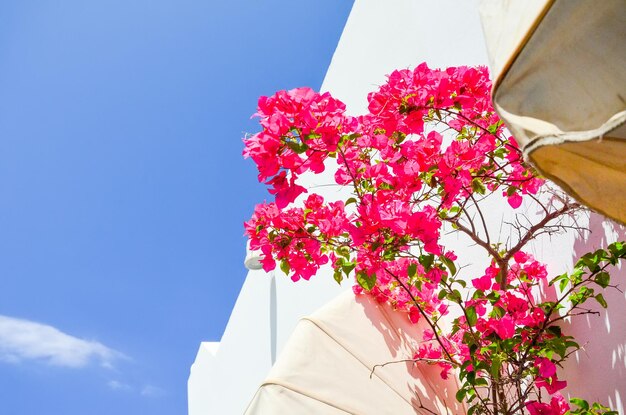 Bellissimi fiori per le strade di Santorini