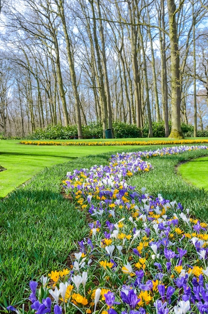 Bellissimi fiori primaverili colorati nel parco nei Paesi Bassi Holland