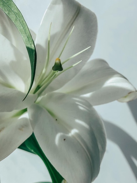 Bellissimi fiori primaverili con foglie verdi primo piano