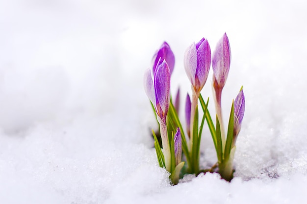 Bellissimi fiori primaverili crochi primaverili spuntano da sotto la neve