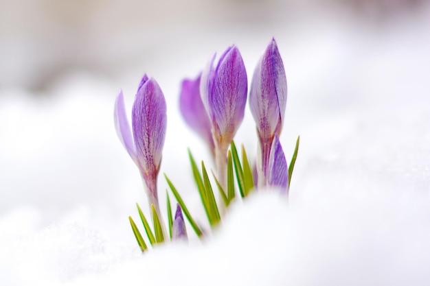 Bellissimi fiori primaverili crochi primaverili spuntano da sotto la neve