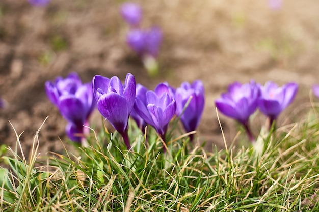 Bellissimi fiori primaverili. Fiore del croco, primavera. Inizio della primavera e primi fiori. Febbraio o marzo