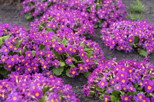 Bellissimi fiori primaverili in fiore nel parco